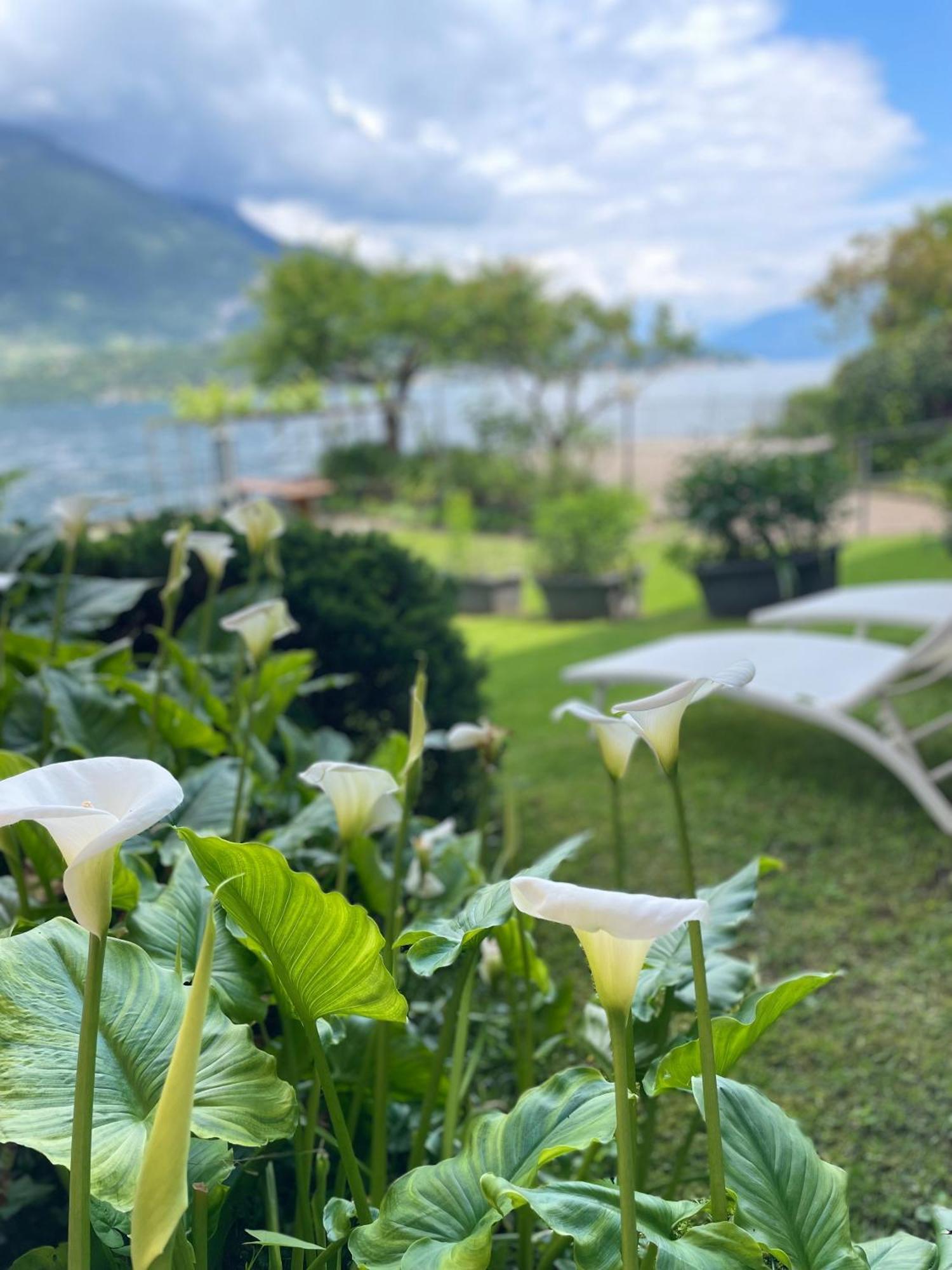 Peonia Apartment - Appartamento Vista Lago Lezzeno Esterno foto